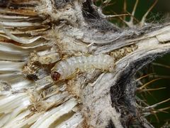 Metzneria aestivella