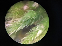 Brachythecium campestre