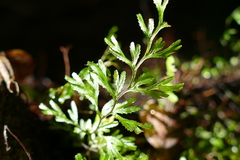 Hymenophyllum multifidum