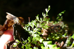 Hymenophyllum multifidum