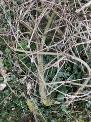 Xylocleptes bispinus