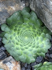 Aeonium tabuliforme