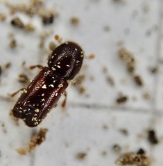 Xylocleptes bispinus