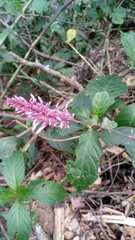 Odontonema callistachyum