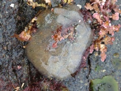 Distaplia occidentalis