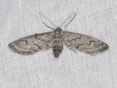 Synglochis perumbraria