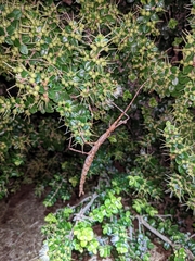 Acanthoxyla geisovii