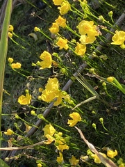 Utricularia gibba image