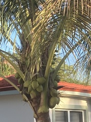 Cocos nucifera