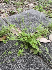 Ranunculus platensis