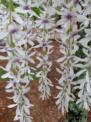 Petrea