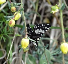 Pseudothyris sepulchralis