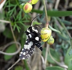 Pseudothyris sepulchralis