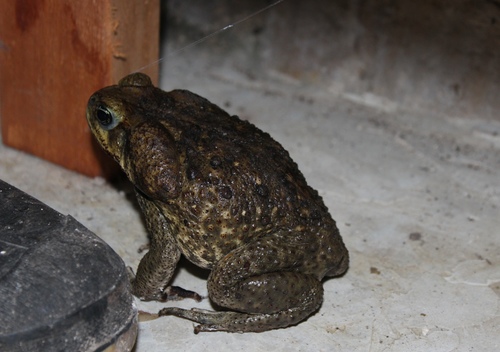Mesoamerican Cane Toad, Rhinella horribilis