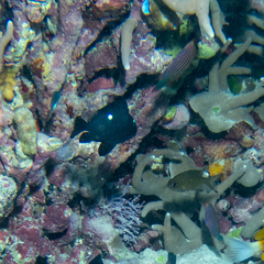 Pseudocheilinus hexataenia