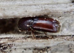 Xylocleptes bispinus