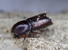 Xylocleptes bispinus