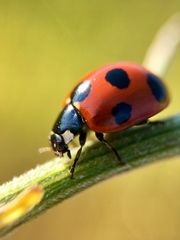 Coccinella septempunctata