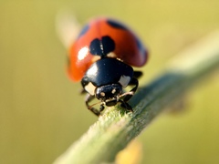 Coccinella septempunctata
