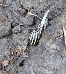 Kuschelina petaurista