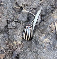 Kuschelina petaurista