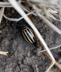 Kuschelina petaurista