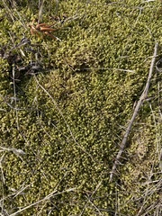 Hypnum jutlandicum