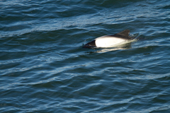 Cephalorhynchus commersonii