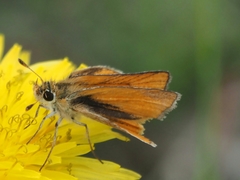 Copaeodes minima