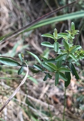 Dyschoriste angusta