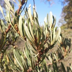 Comarostaphylis polifolia
