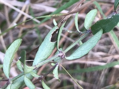 Dyschoriste angusta