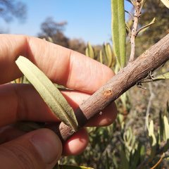 Comarostaphylis polifolia