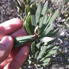 Comarostaphylis polifolia