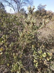 Comarostaphylis polifolia