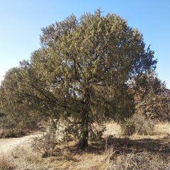 Juniperus poblana