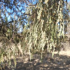 Juniperus poblana