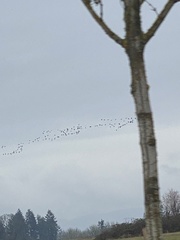 Branta hutchinsii