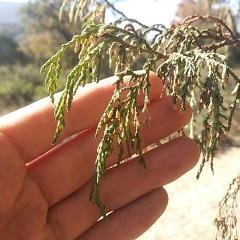 Juniperus poblana