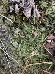 Campanula intercedens