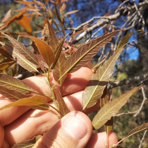Quercus grahamii