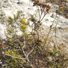 Gymnosperma glutinosum