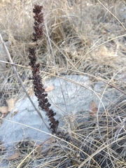 Thompsonella minutiflora