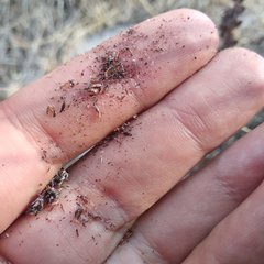 Thompsonella minutiflora