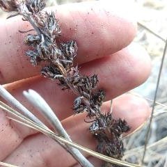 Thompsonella minutiflora