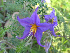 Solanum citrullifolium