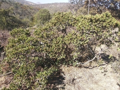 Rhus standleyi