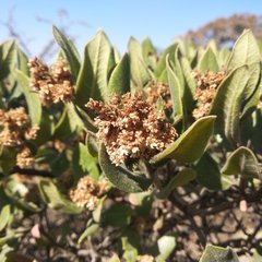 Rhus standleyi