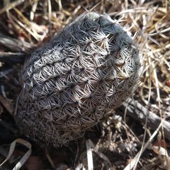 Mammillaria haageana