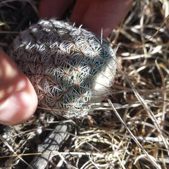 Mammillaria haageana